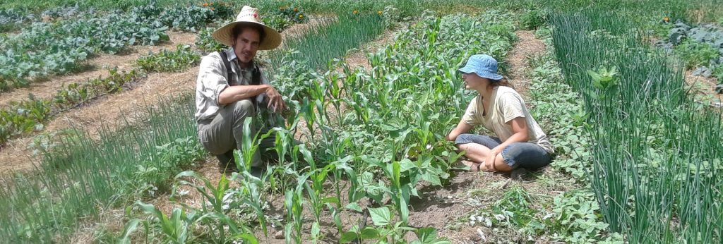 No-Till at Earth Haven Farm
