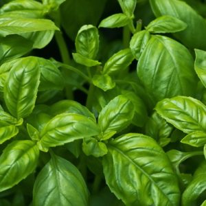 Basil