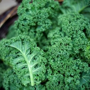 Curly Kale