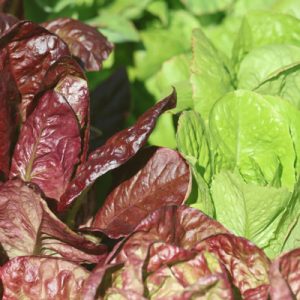 Head Lettuce