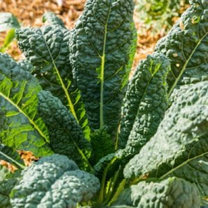 Black Kale