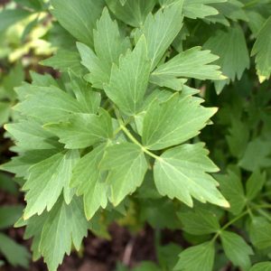 Lovage