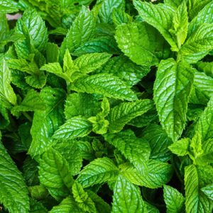 Mint