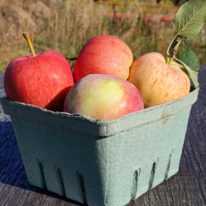 Apples