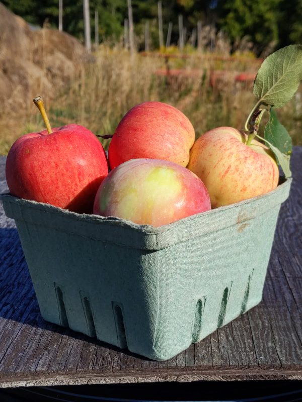 Apples