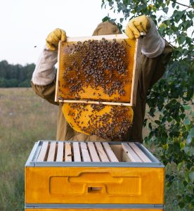 Beekeeping