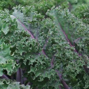 Red Curly Kale
